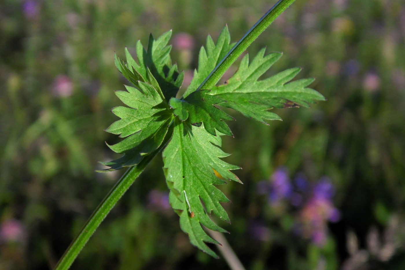 Image of Pimpinella rhodantha specimen.