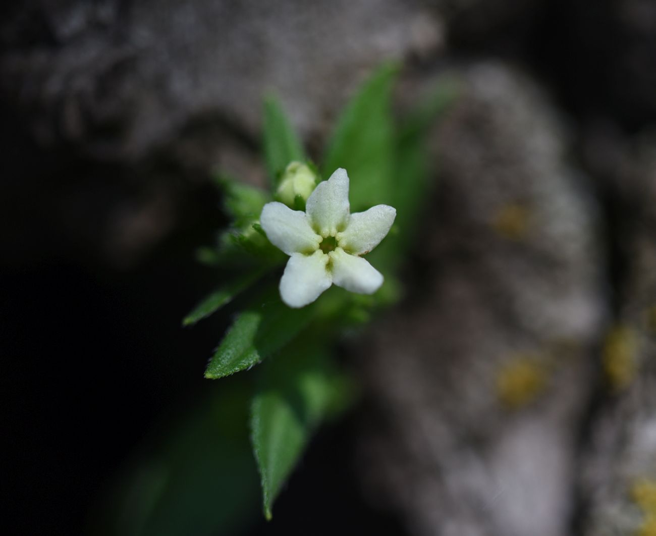 Image of Lithospermum officinale specimen.