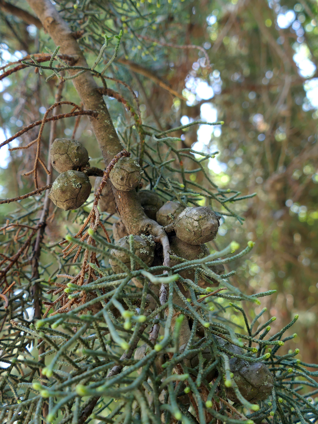 Изображение особи Cupressus arizonica.