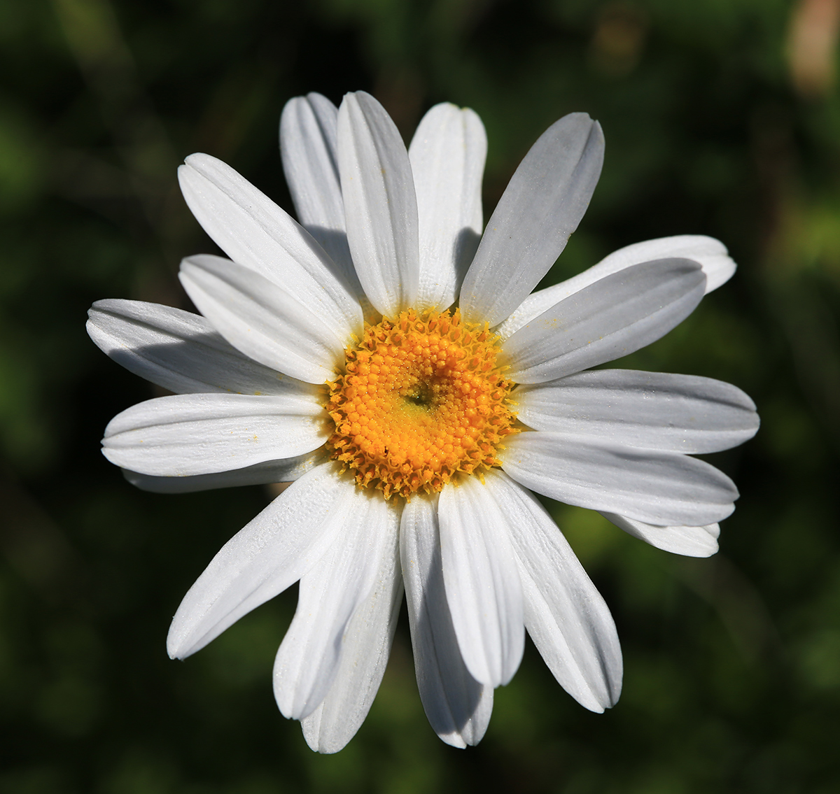 Image of Chrysanthemum coreanum specimen.