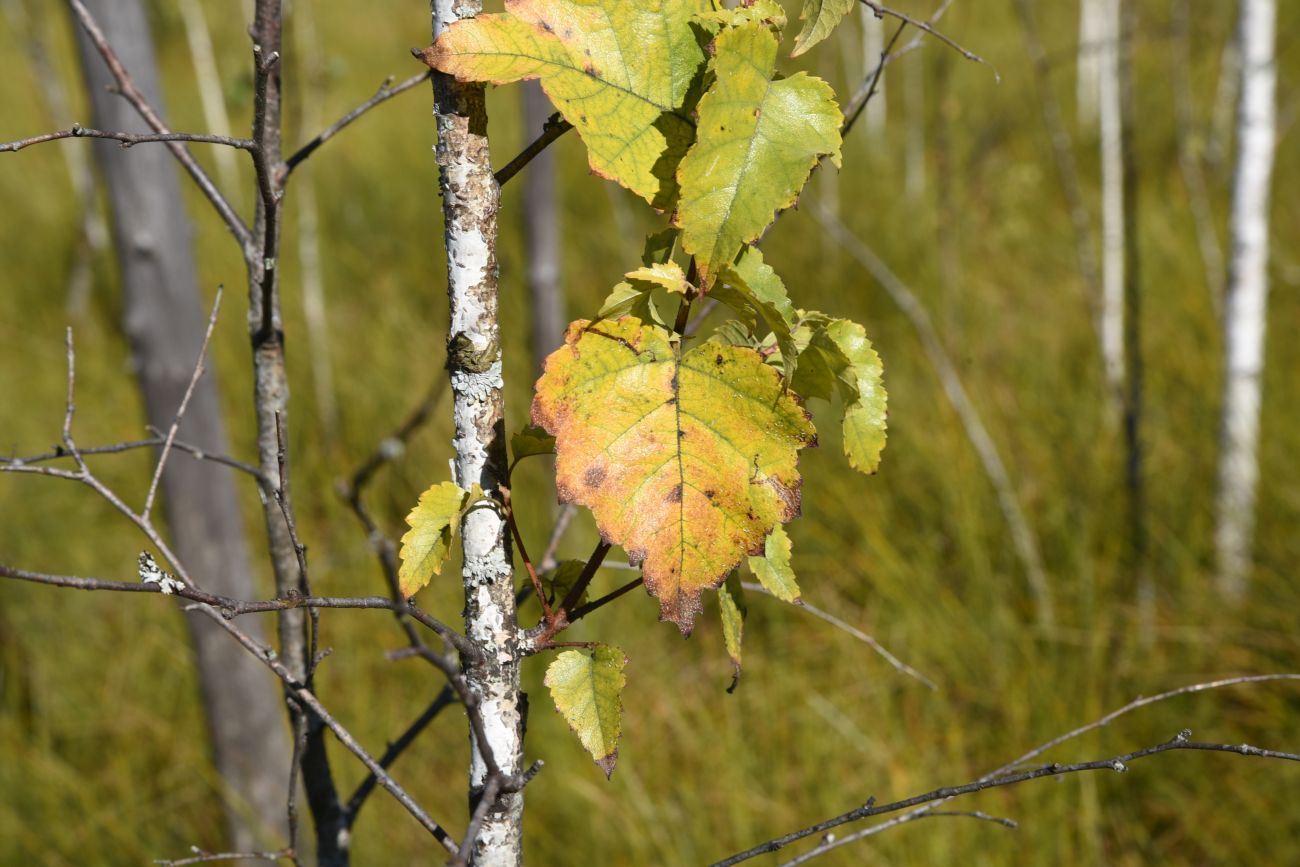 Изображение особи Betula pubescens.