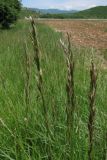 Festuca regeliana