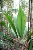 Johannesteijsmannia altifrons. Вегетирующее растение. Малайзия, штат Саравак, национальный парк \"Бако\". 01.05.2008.