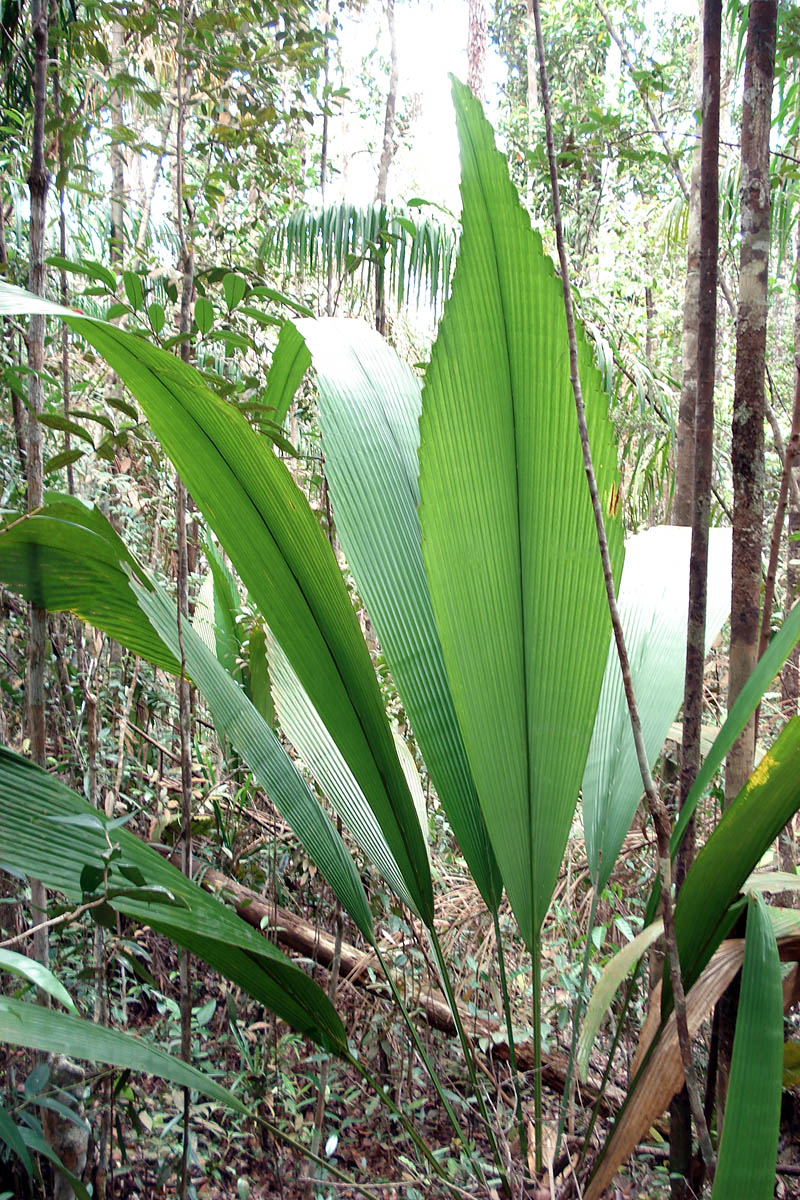 Image of Johannesteijsmannia altifrons specimen.