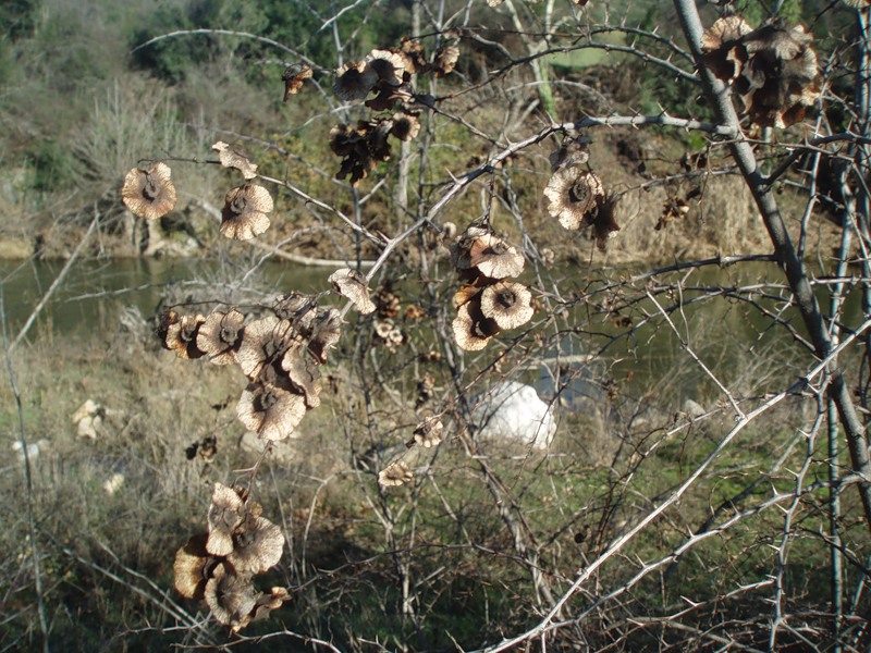 Image of Paliurus spina-christi specimen.