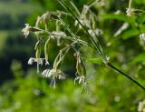 Silene nutans