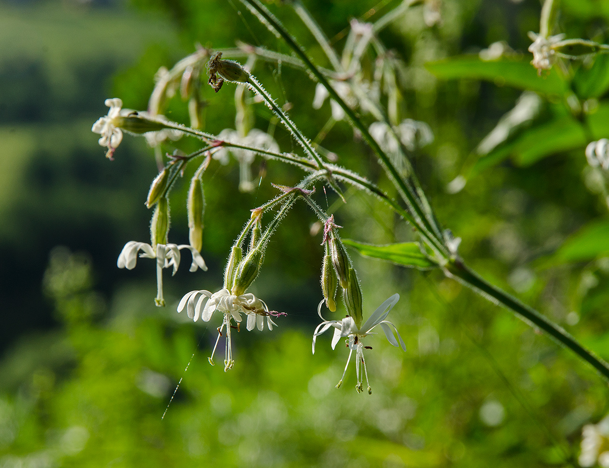 Изображение особи Silene nutans.