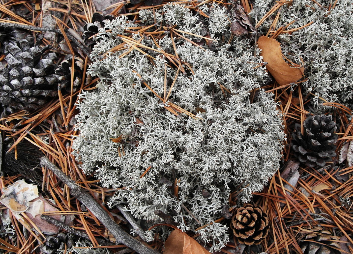 Изображение особи Cladonia arbuscula.