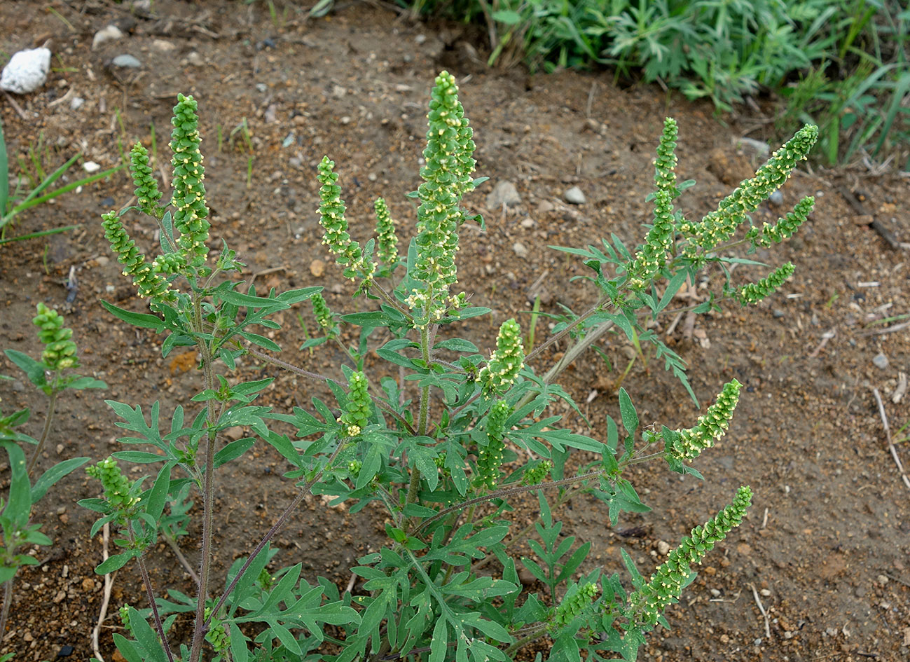 Image of Ambrosia artemisiifolia specimen.