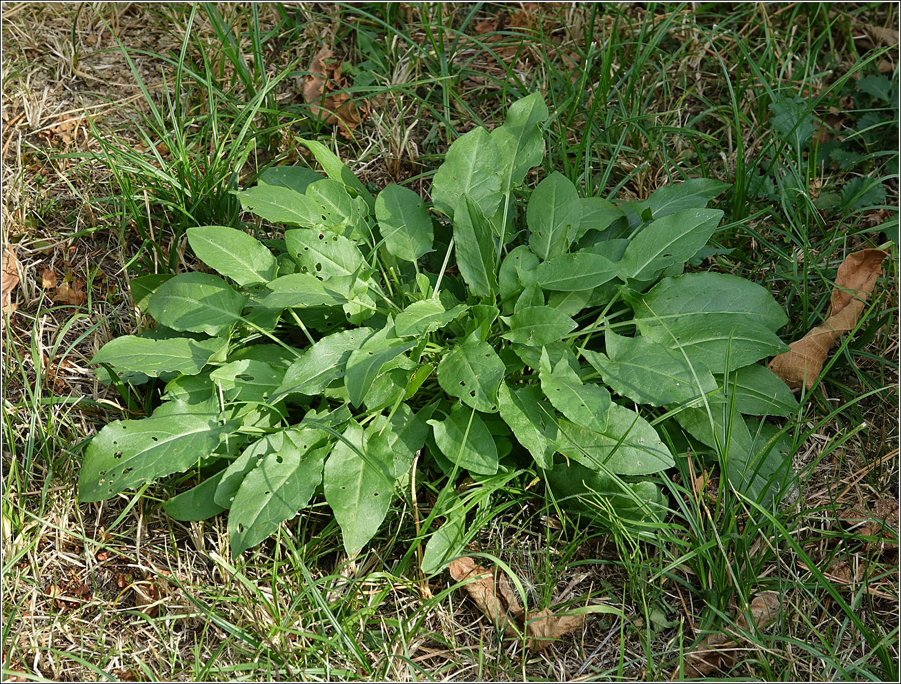 Изображение особи Rumex acetosa.