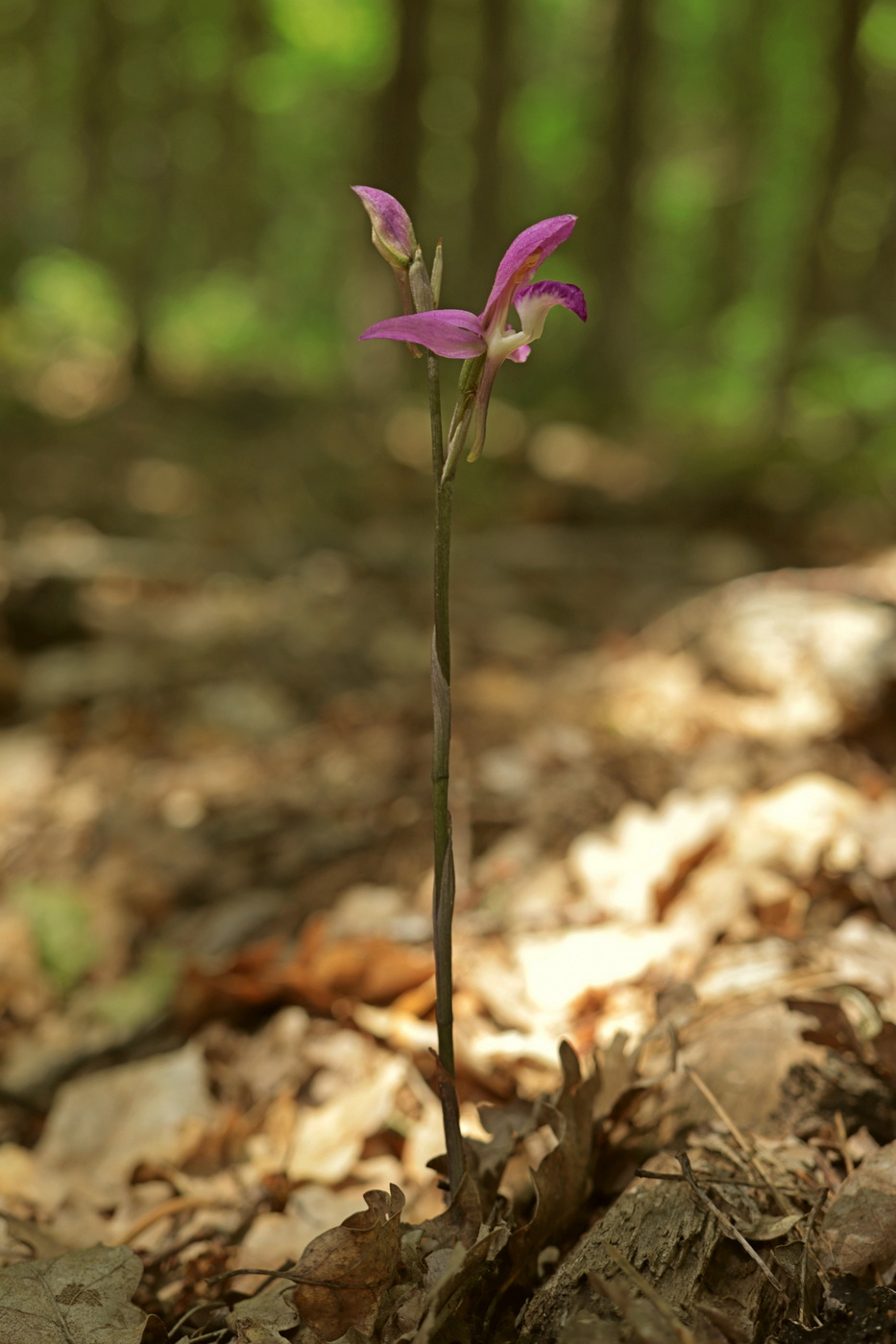 Image of Limodorum abortivum var. rubrum specimen.