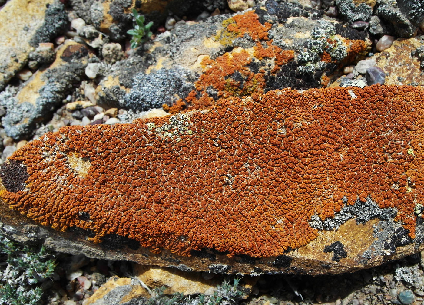 Image of Caloplaca trachyphylla specimen.