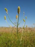 Ranunculus oxyspermus. Верхушка плодоносящего растения. Южный Казахстан, Жамбылская обл., кромка левого коренного берега р. Асса, осоковая степь. 8 мая 2022 г.