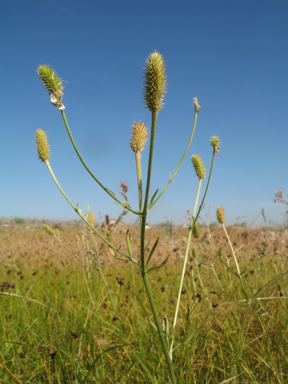 Image of Ranunculus oxyspermus specimen.