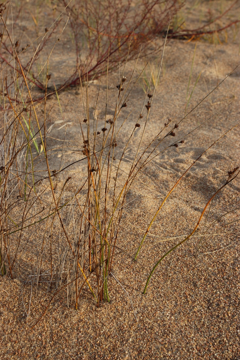 Изображение особи Juncus × inundatus.