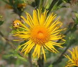 Inula helenium. Соцветие-корзинка (вид сверху). Ульяновская обл., Мелекесский р-н, окр. дер. Степная Васильевка, луг в пойме старицы. 07.08.2022.