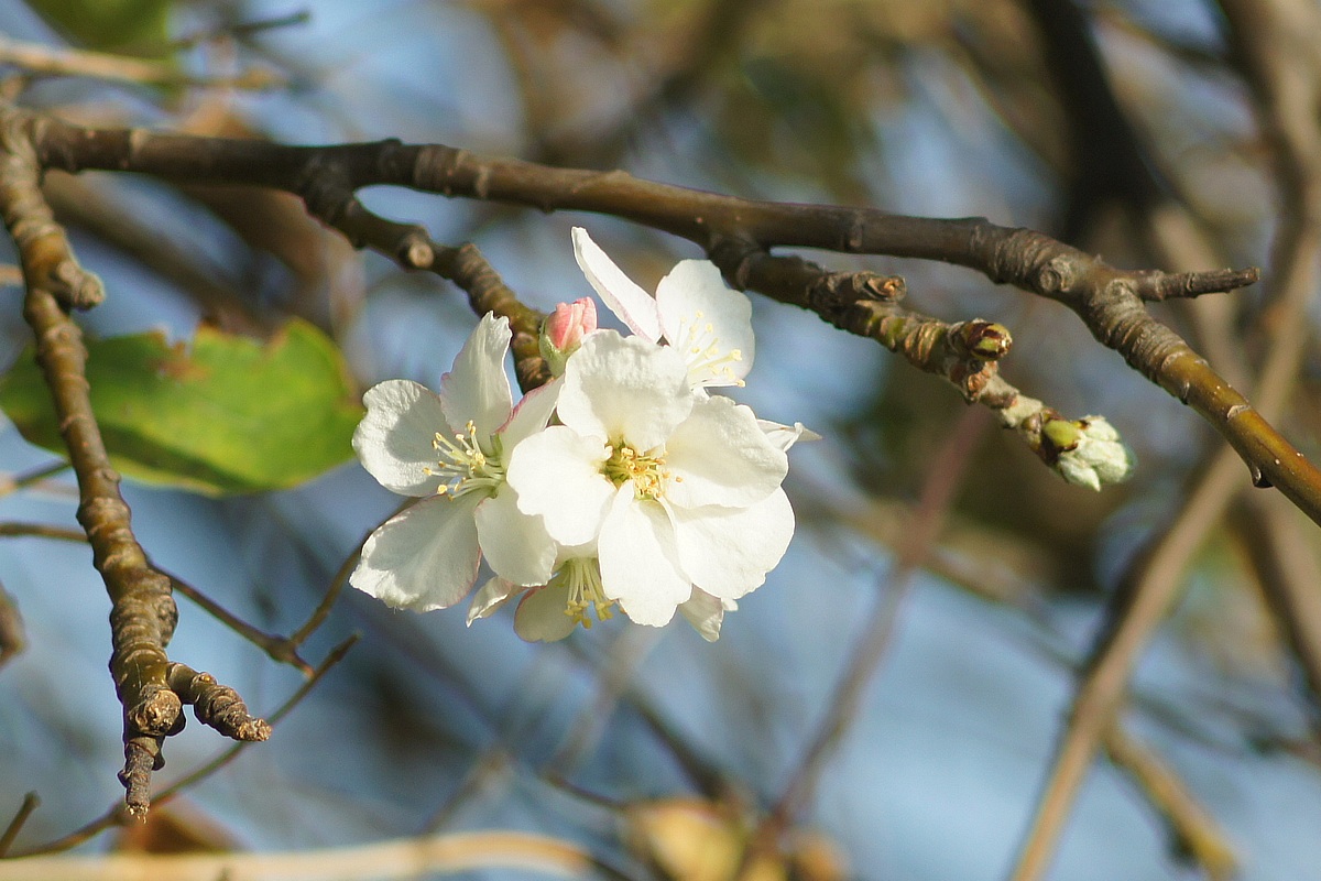 Изображение особи Malus domestica.