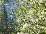 Prunus stepposa. Ветви с цветками. ДНР, Донецк, балка Бирючья, средняя часть, дно, берег ручья. 07.05.2021.