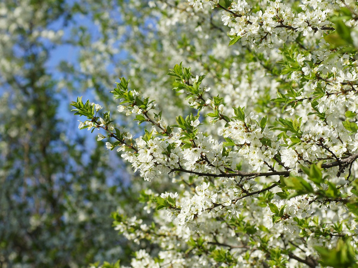 Image of Prunus stepposa specimen.