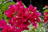 Bougainvillea glabra. Соцветие. Малайзия, Кучинг, в культуре. 12.05.2017.