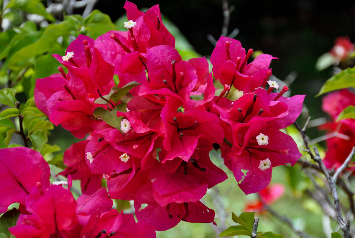 Image of Bougainvillea glabra specimen.