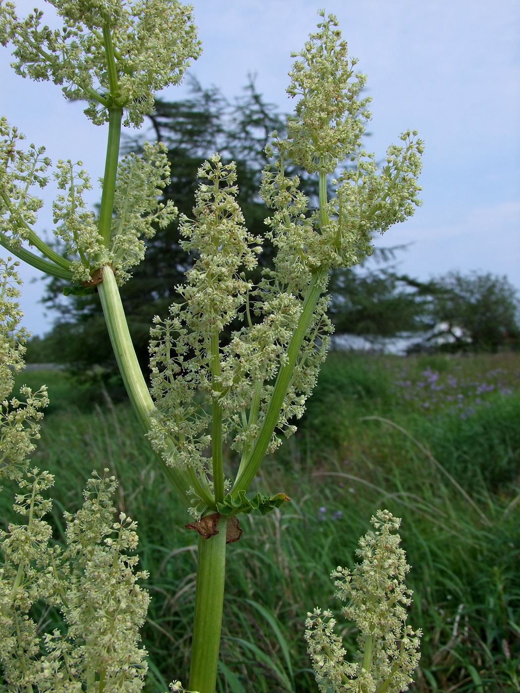 Image of Rheum rhabarbarum specimen.