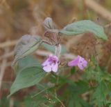 Clinopodium vulgare