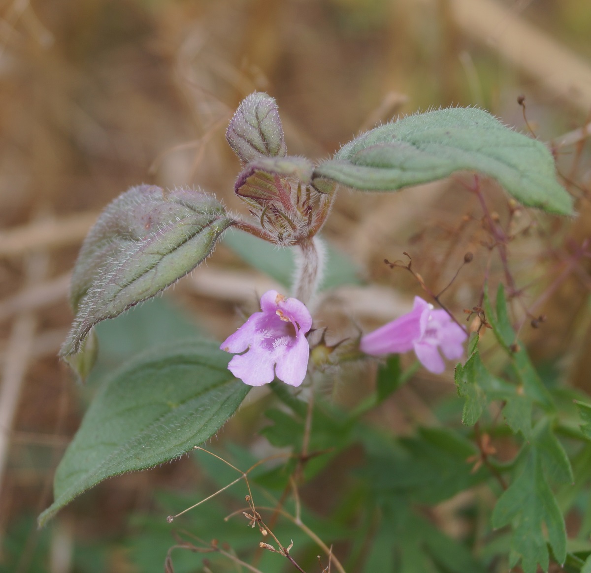 Image of Clinopodium vulgare specimen.