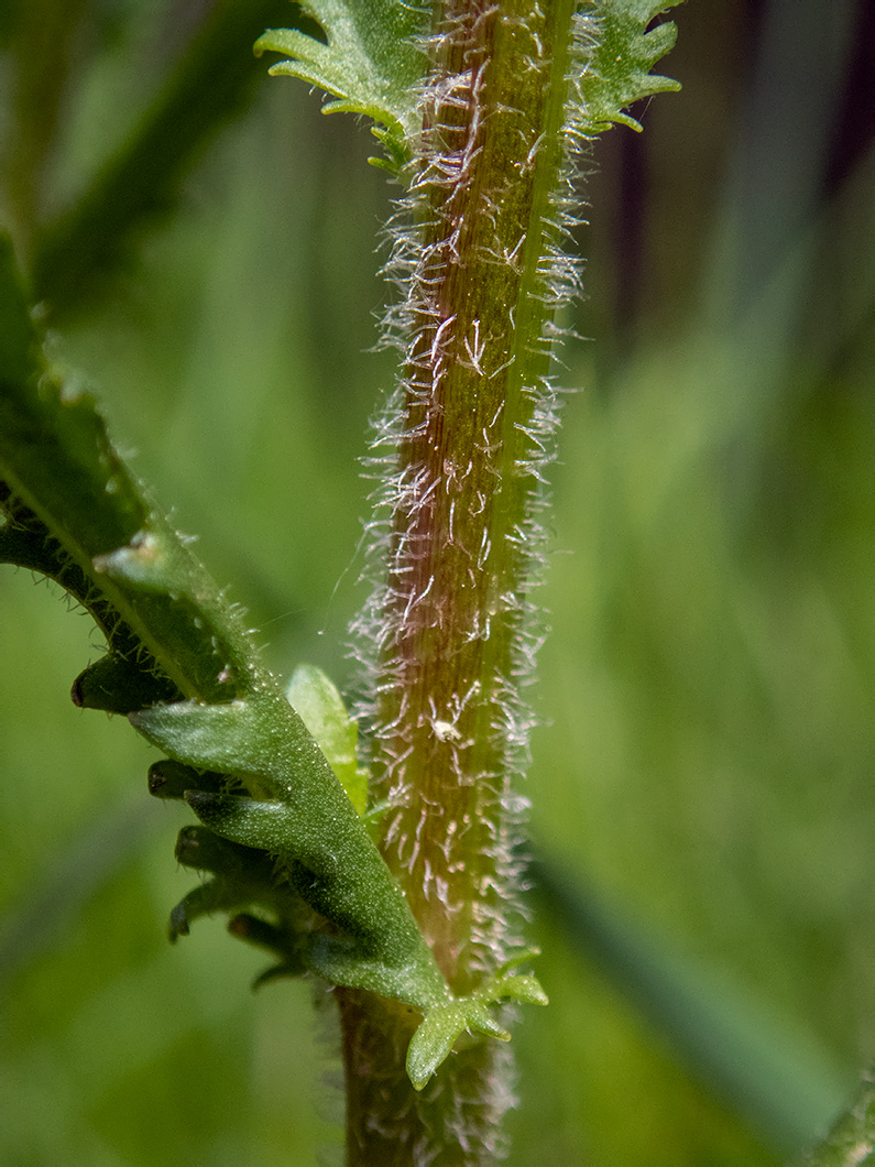 Image of Leucanthemum ircutianum specimen.