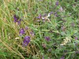 Medicago sativa. Части побегов с соцветиями. Беларусь, Гродненская обл., г. Новогрудок, суходольный злаково-разнотравный луг. 29.08.2021.