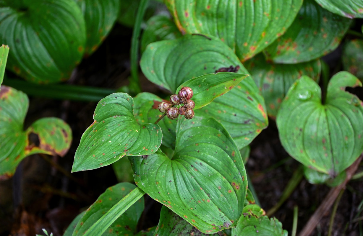 Image of Maianthemum dilatatum specimen.