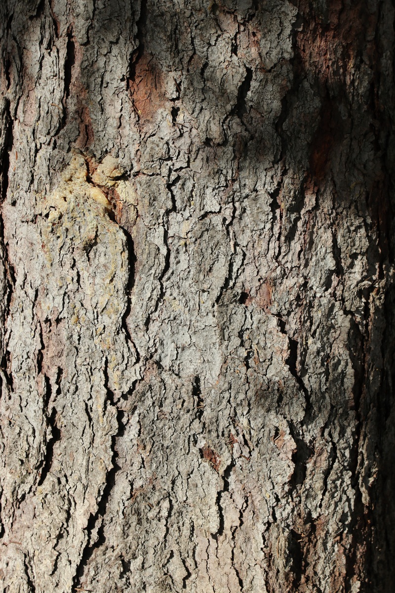 Image of Picea pungens f. glauca specimen.