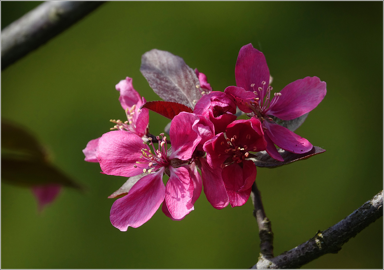 Image of Malus niedzwetzkyana specimen.