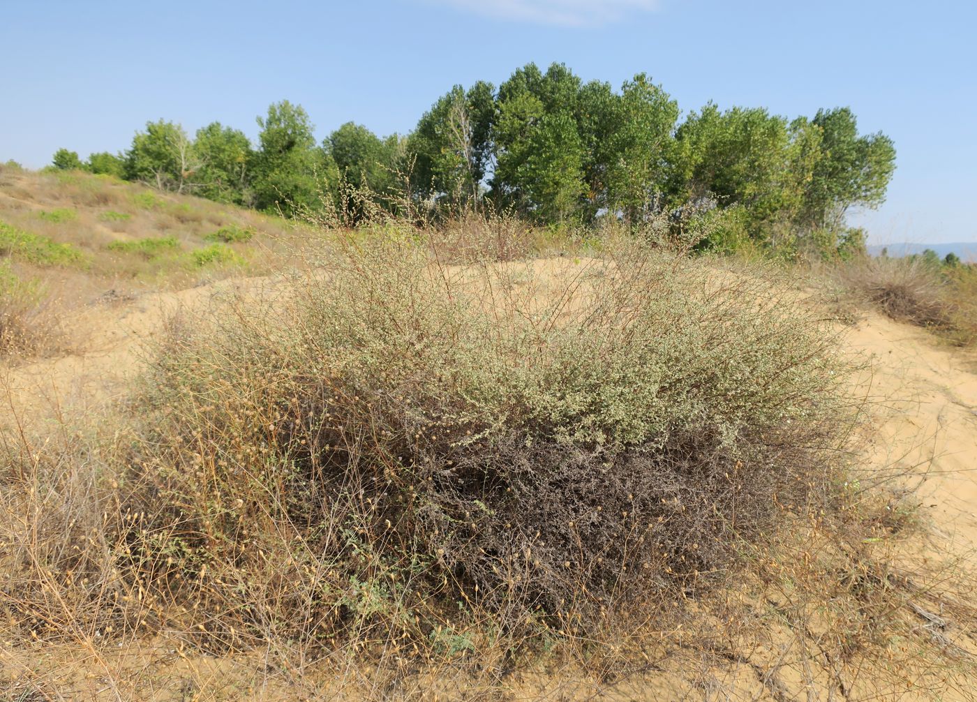 Image of Artemisia arenaria specimen.