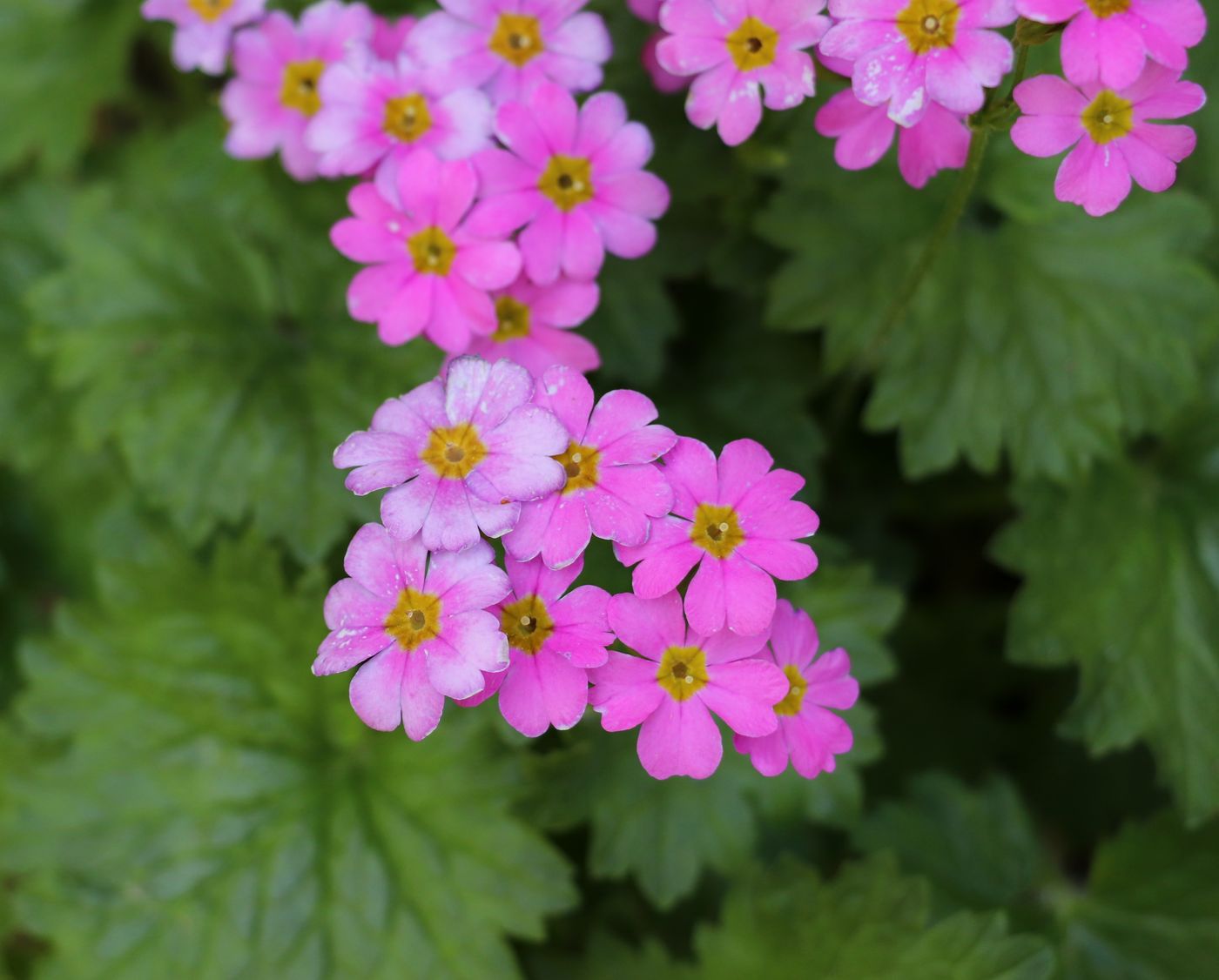 Image of Primula minkwitziae specimen.