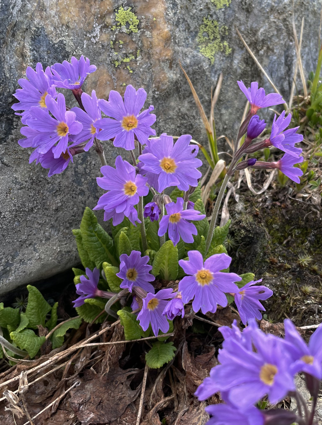 Изображение особи Primula amoena.