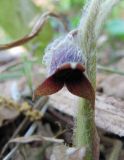 Asarum europaeum