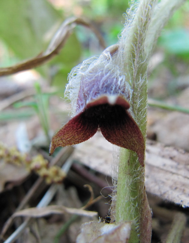 Изображение особи Asarum europaeum.