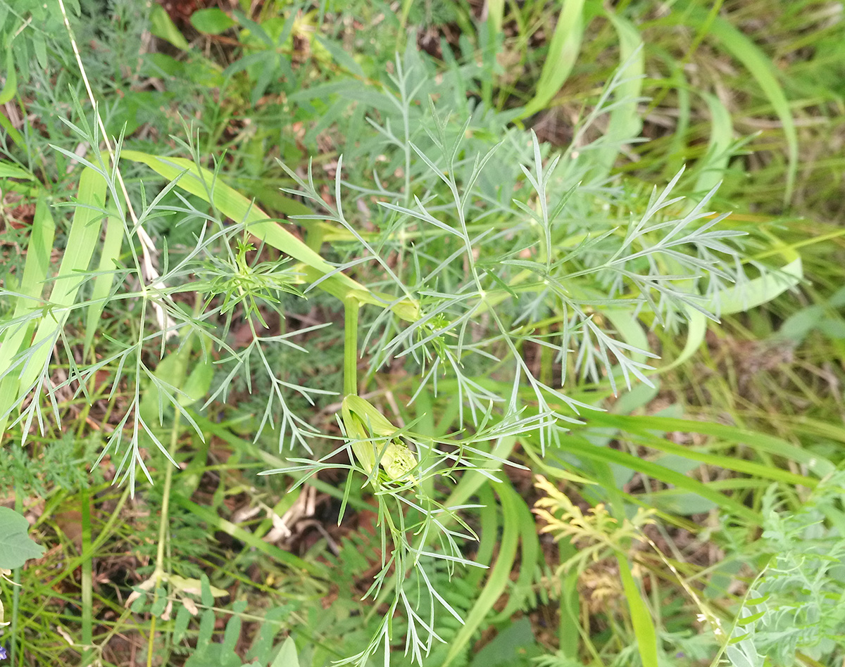 Изображение особи семейство Apiaceae.