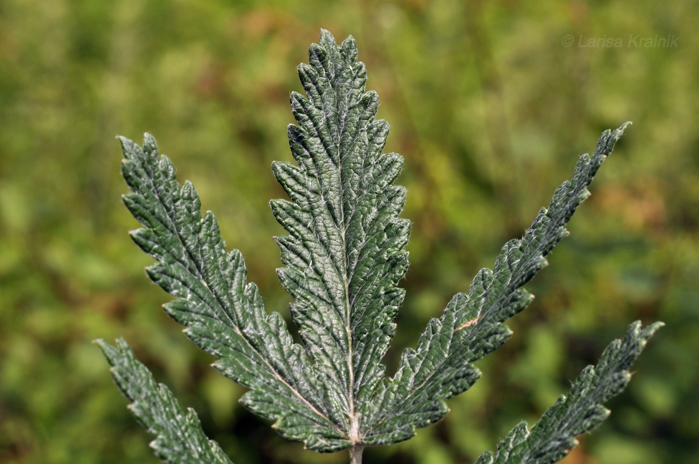 Изображение особи Potentilla discolor.