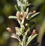 Lespedeza juncea. Часть отцветшего побега. Приморский край, Уссурийский гор. округ, окр. с. Монакино, скалистая вершина небольшой сопки. 24.09.2023.