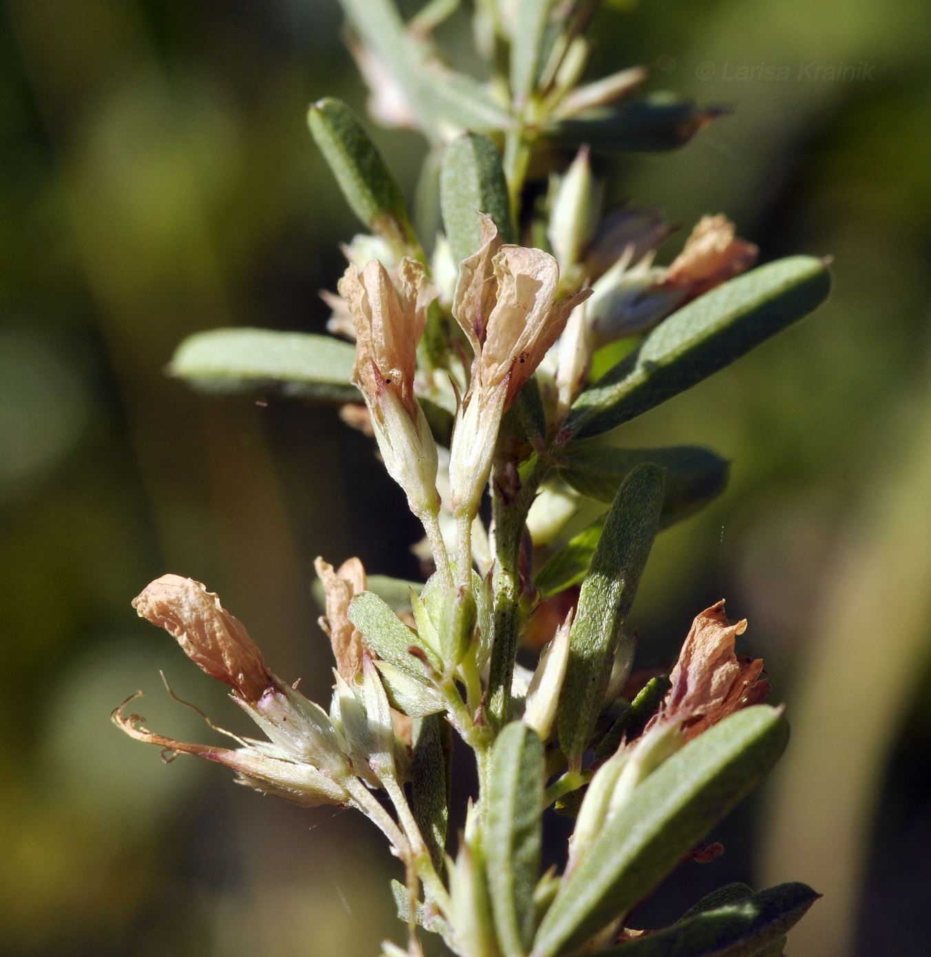 Изображение особи Lespedeza juncea.