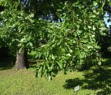 Quercus alba. Ветви. Санкт-Петербург, Ботанический сад Петра Великого. 09.09.2023.