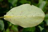 Populus suaveolens