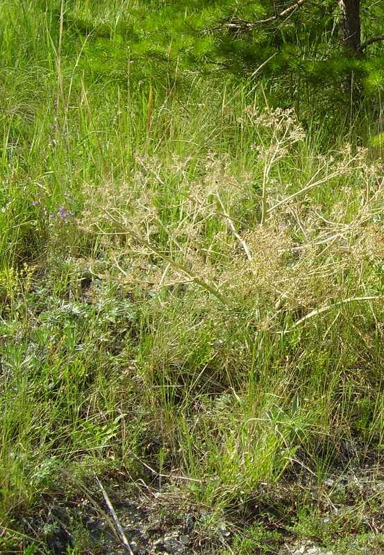 Изображение особи Crambe litwinowii.