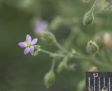 Spergularia media