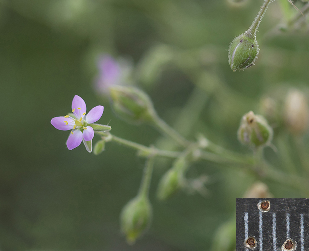 Image of Spergularia media specimen.