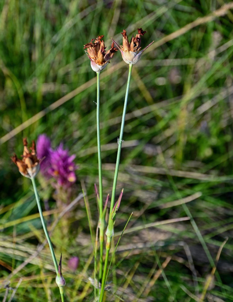 Image of Dianthus andrzejowskianus specimen.