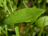 Ranunculus flammula
