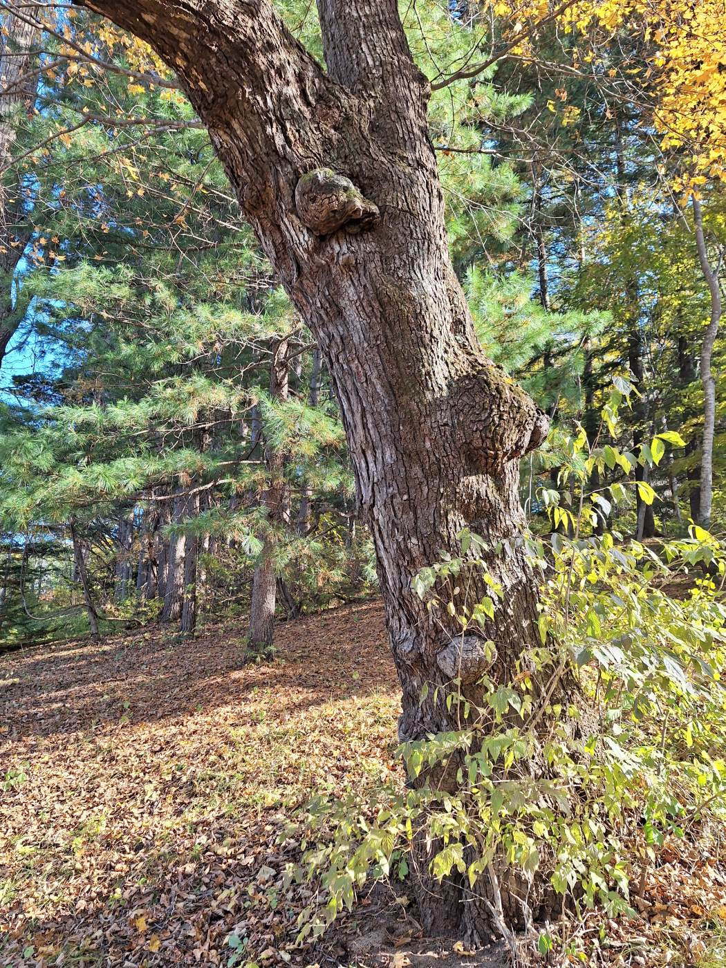 Image of Acer mono specimen.